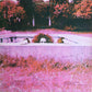 Zappa, Frank - Hot Rats
